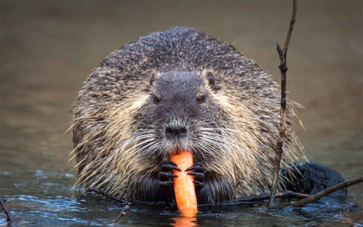 Нутрия Южная Америка