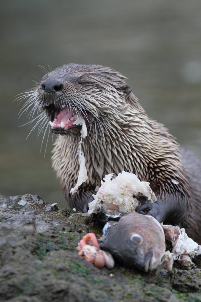 Азиатский Речной Бобр