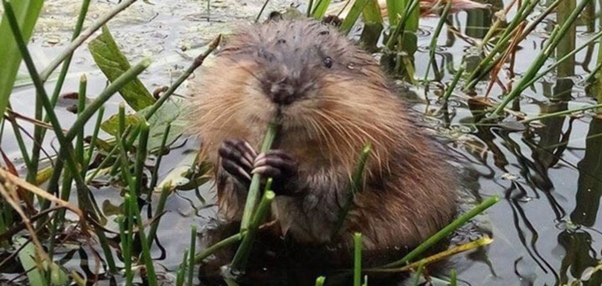 Ондатра Речная