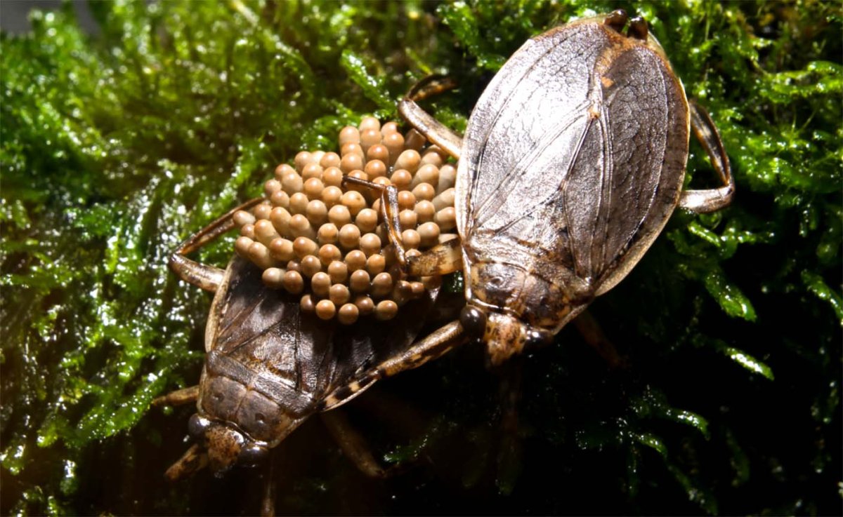 Гигантский водяной клоп белостома