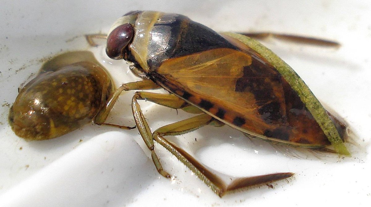 Водяной Жук Гладыш