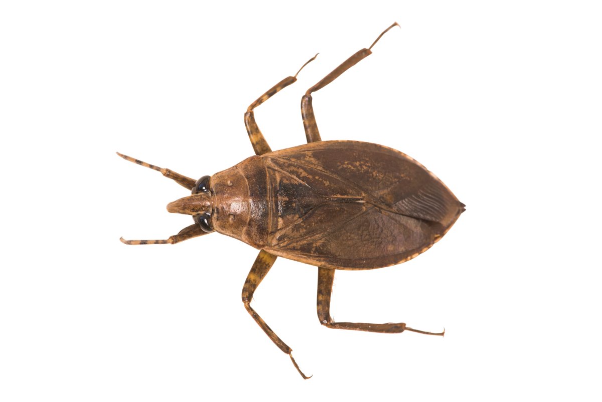 Relieve of insect biter