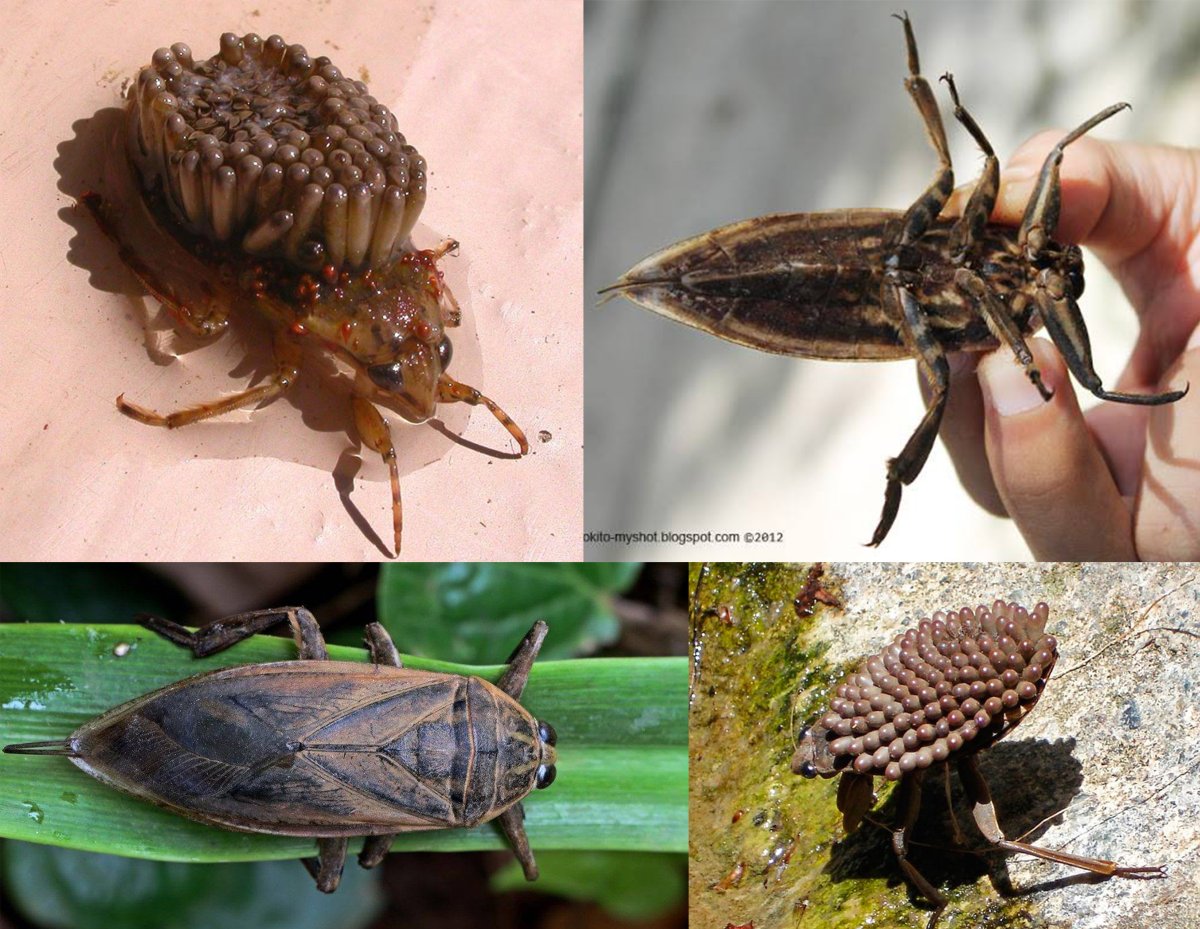 Жук водяной клоп