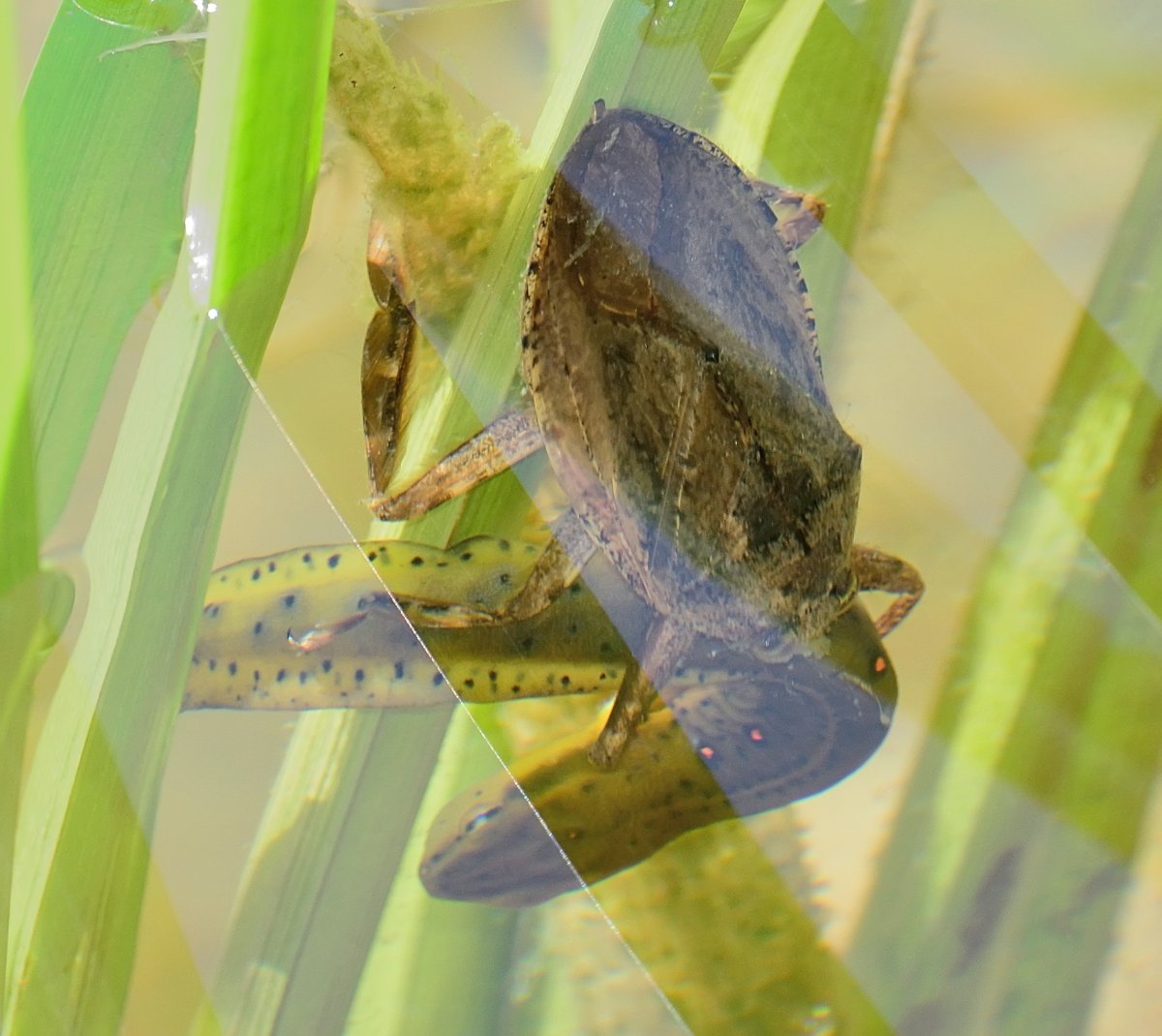 Водяной летающий клоп Гладыш