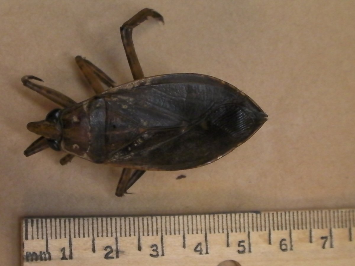 Bug Bug Bug Bug bubgugujgugwseduipgiu bhpgewbiuneg