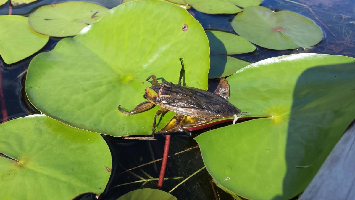 Водяной Жук Гладыш