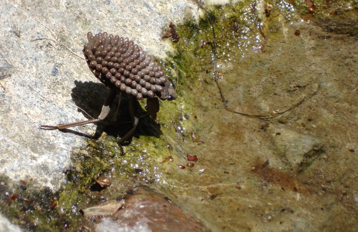 Жук убийца водяной клоп укус