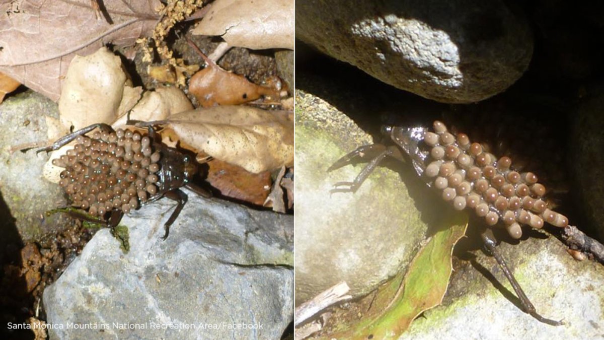 Водяной клоп Гладыш укус