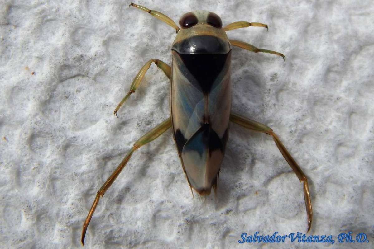 Клоп Гладыш (Notonecta glauca)