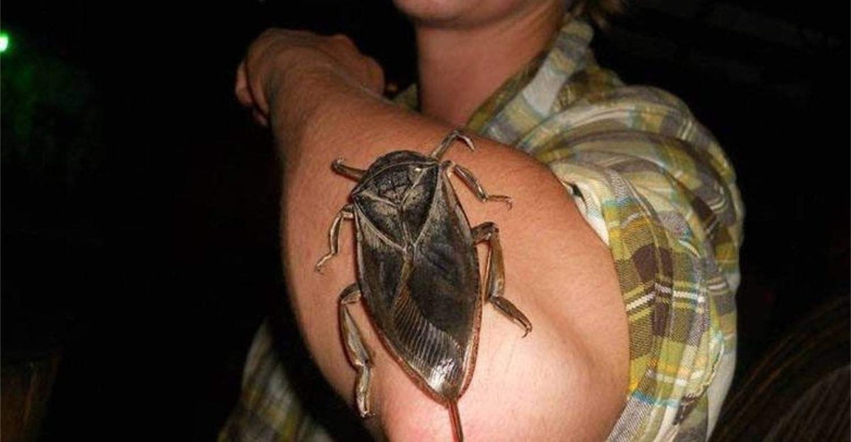 Водяной клоп белостома укус