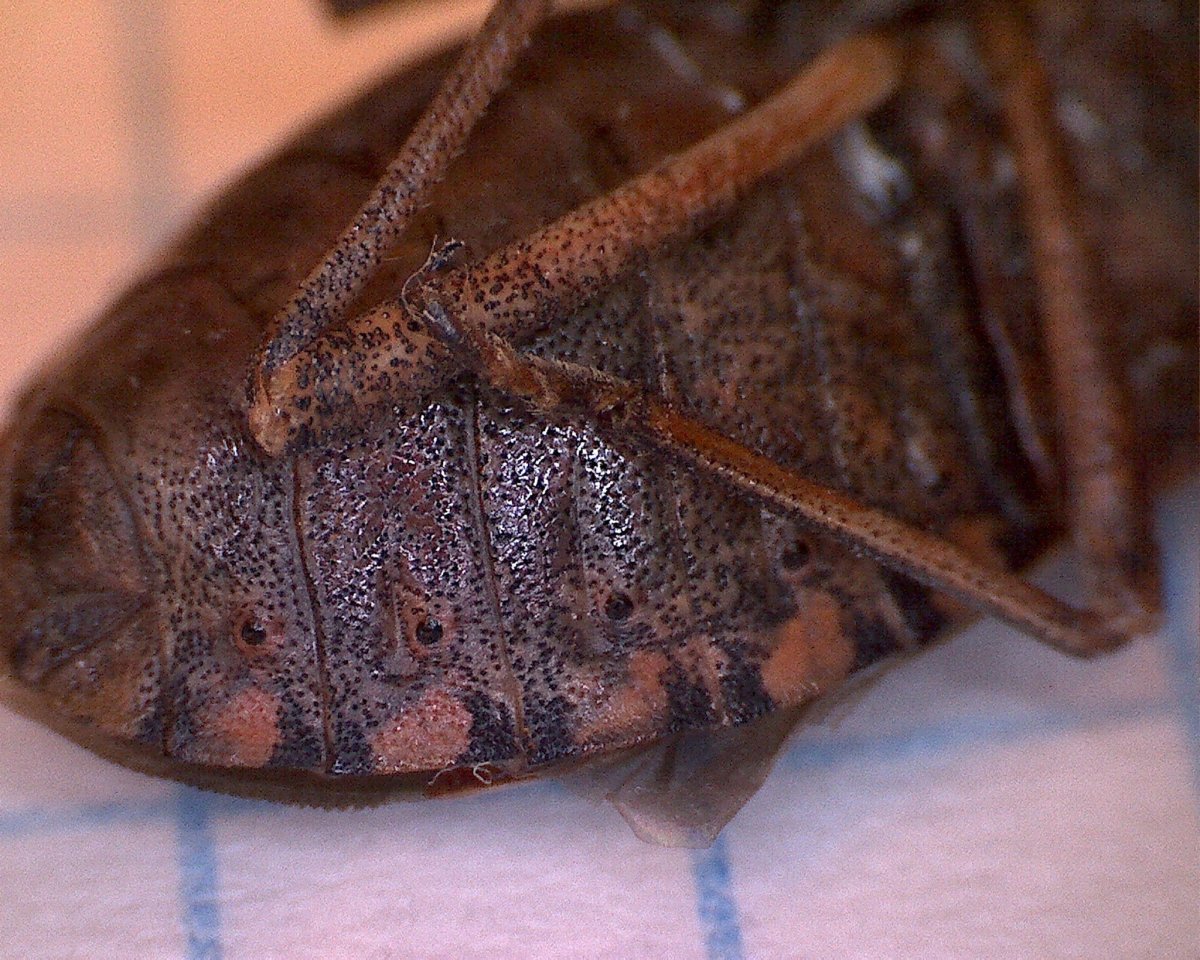 Жук клоп квартирный