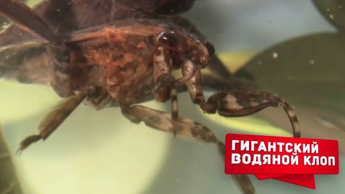 Гигантский водяной клоп укусы