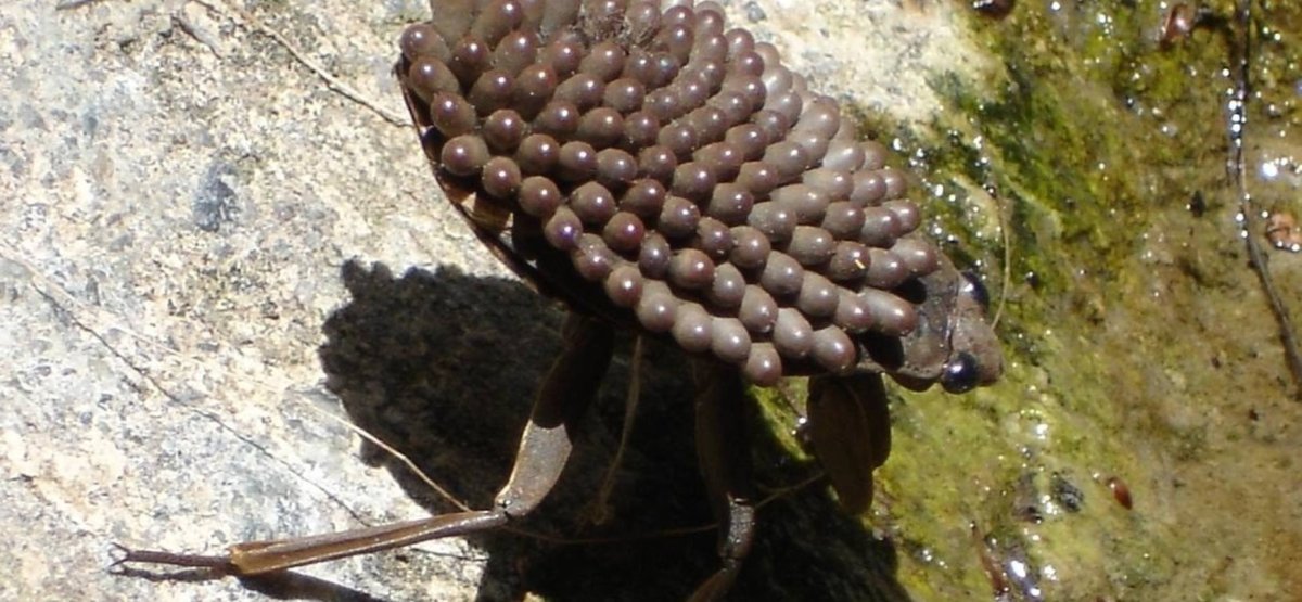 Трипофобия водяной клоп