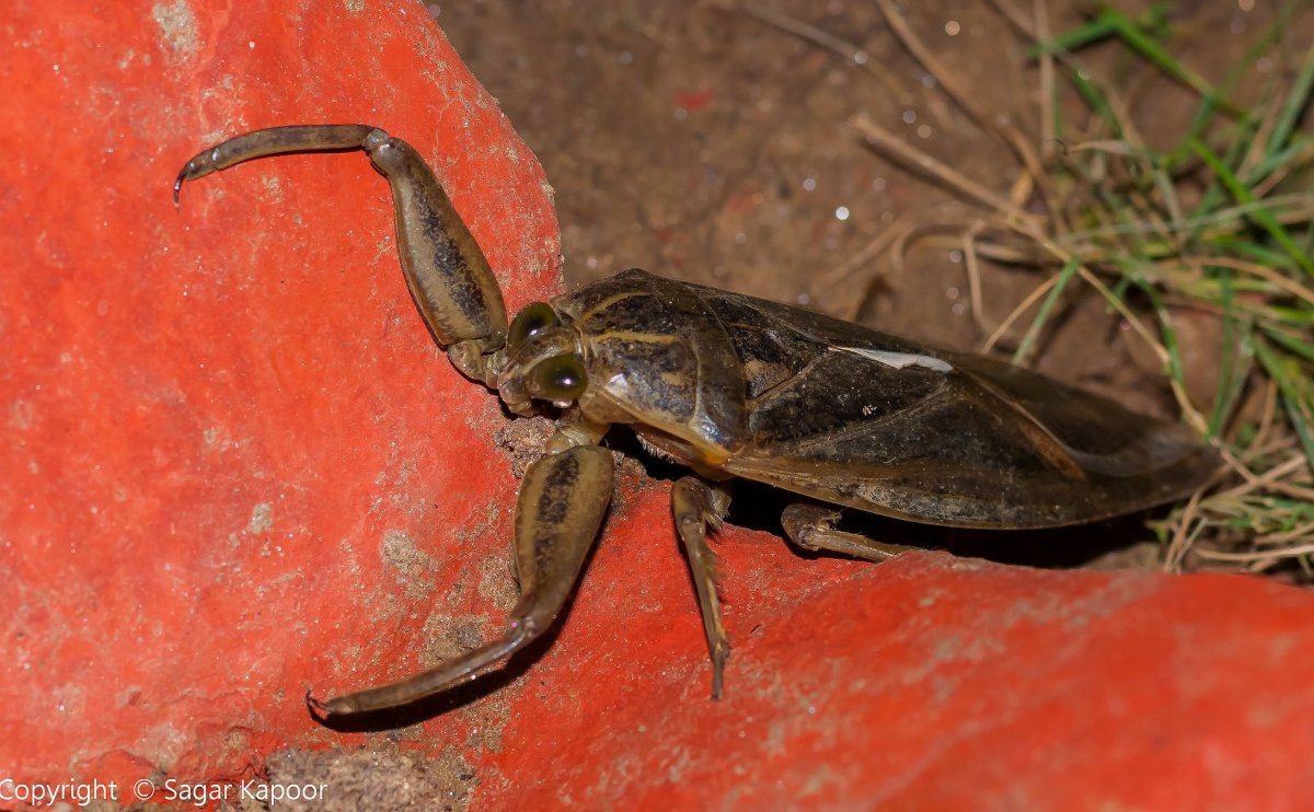 Жук белостоматид