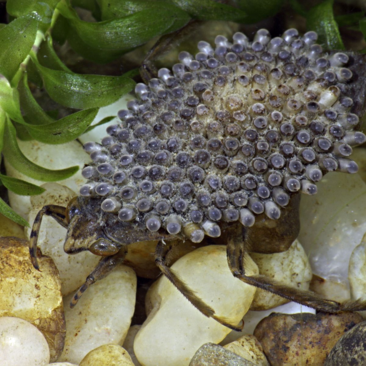 Трипофобия водяной клоп