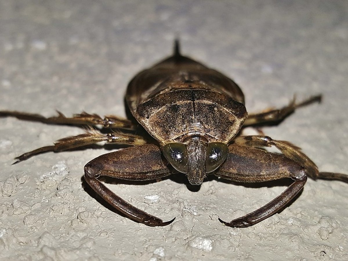 Ротовой аппарат гигантского водяного клопа