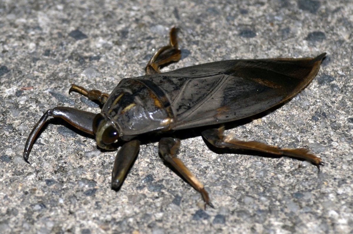 Жук белостома