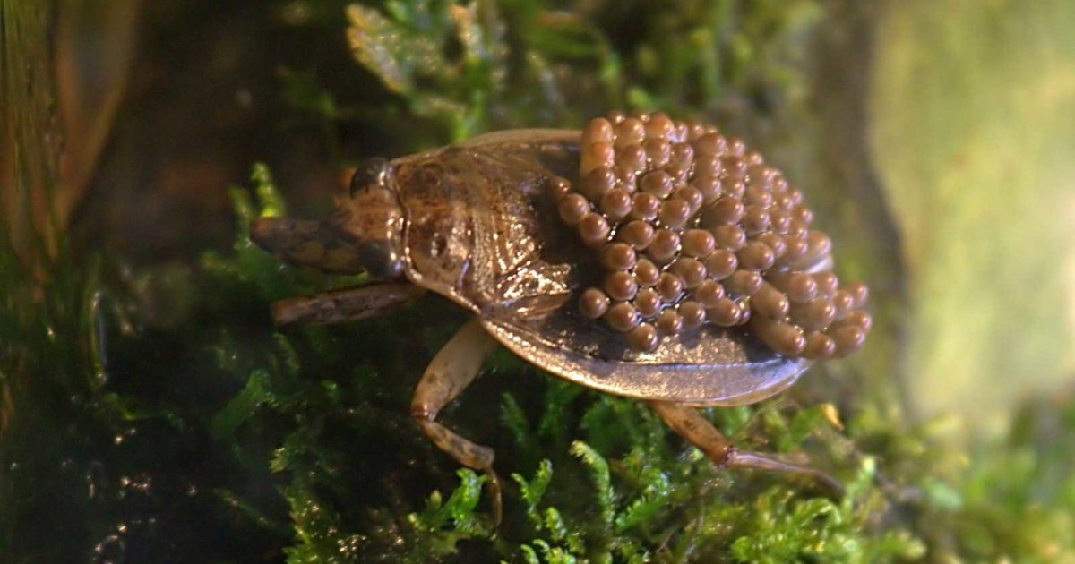 Гигантский водяной клоп
