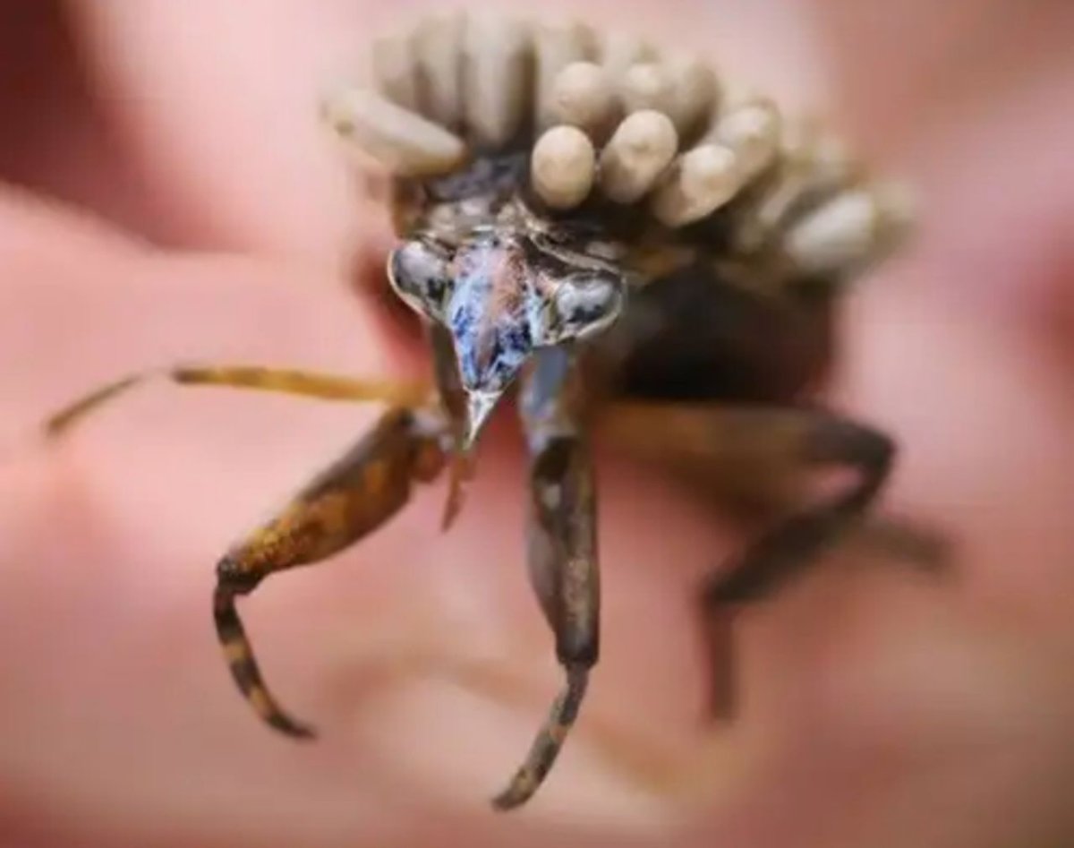 Ядовитые насекомые Индии