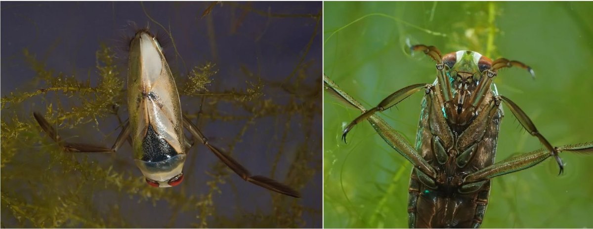 Жук плавунец Гладыш