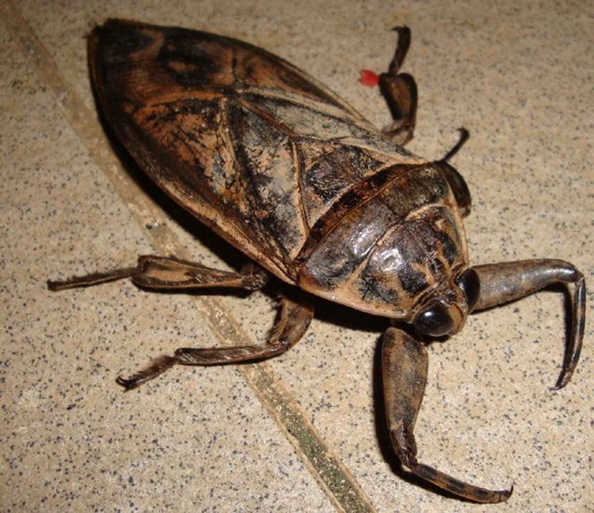 Водяной клоп белостома