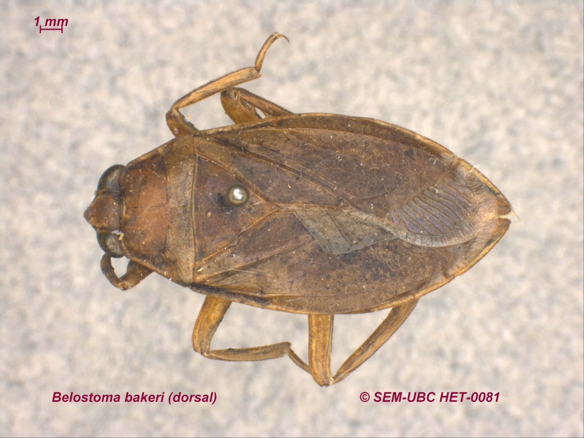 Водяной клоп белостома укус