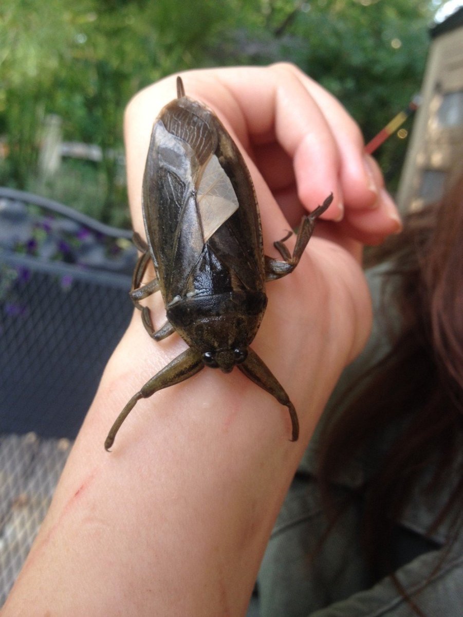 Жук белостома