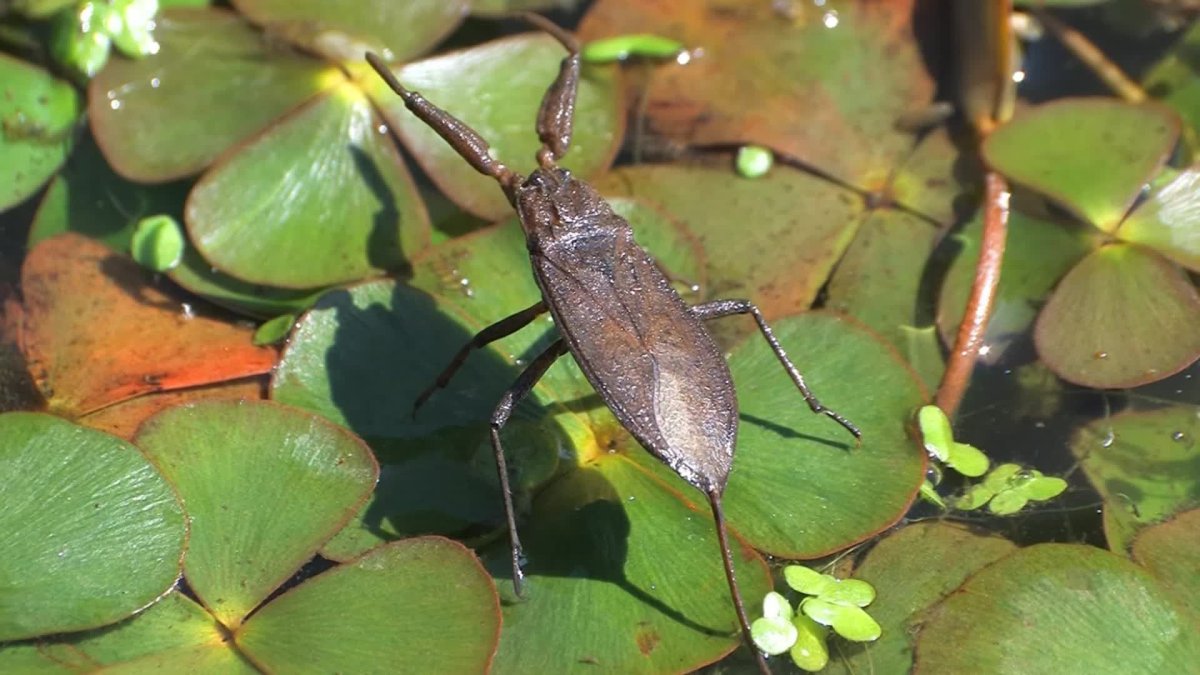 Жук белостома