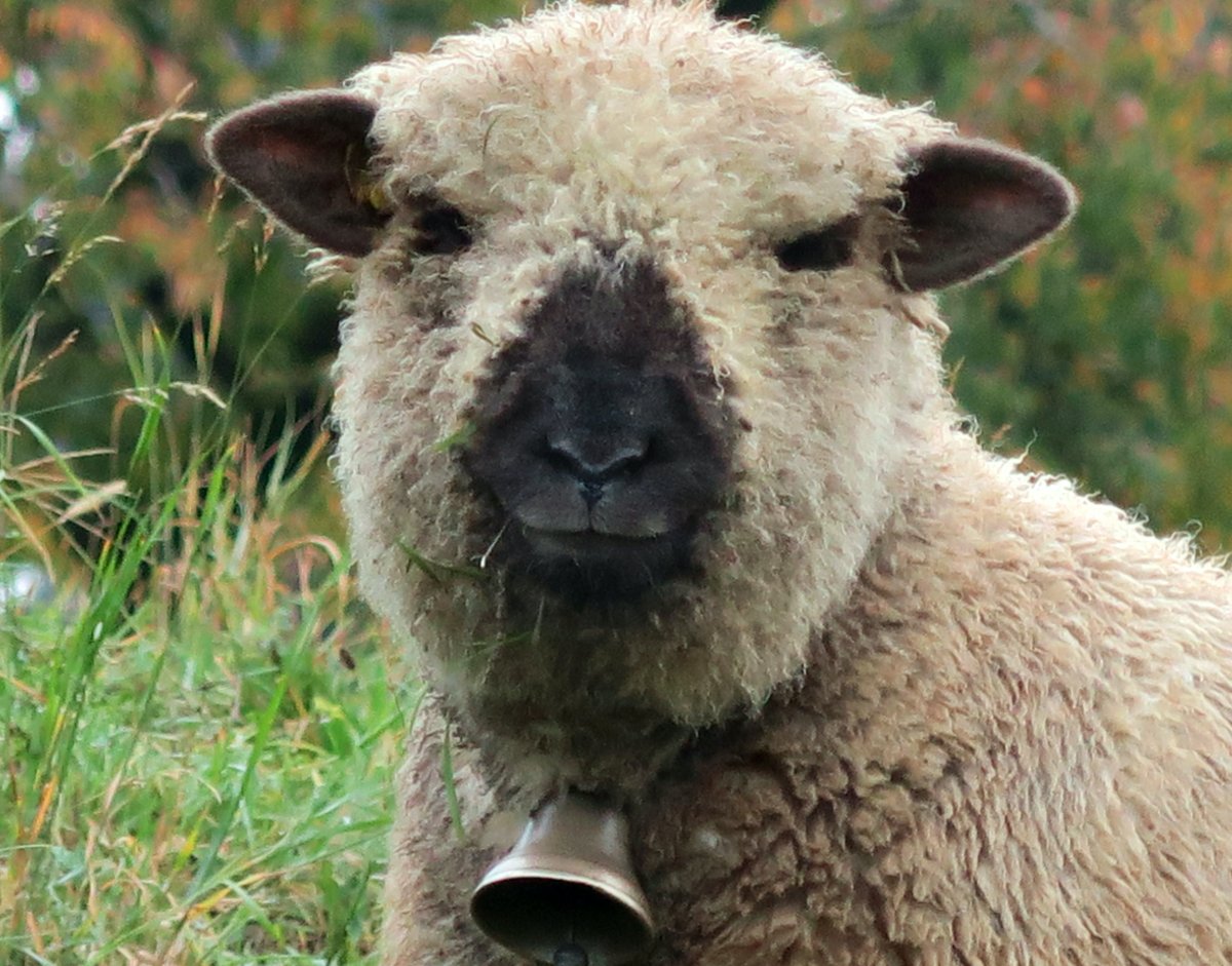 Смешной баран