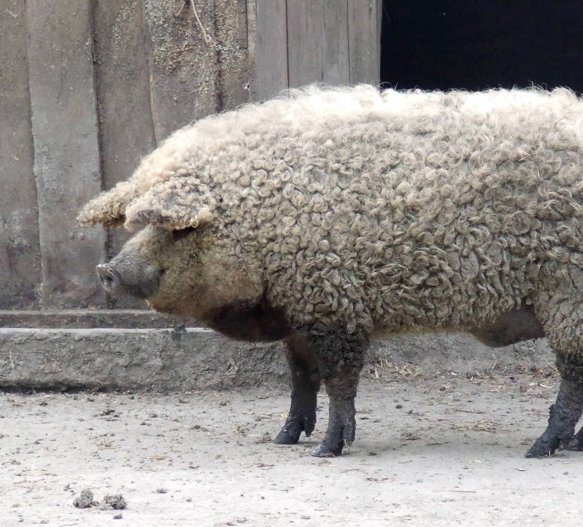 Венгерская свинья мангалица
