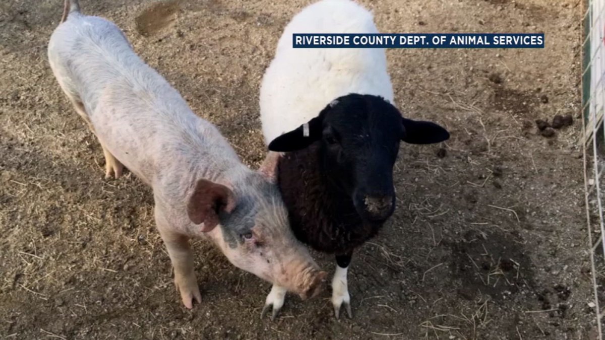 Свинья и овца