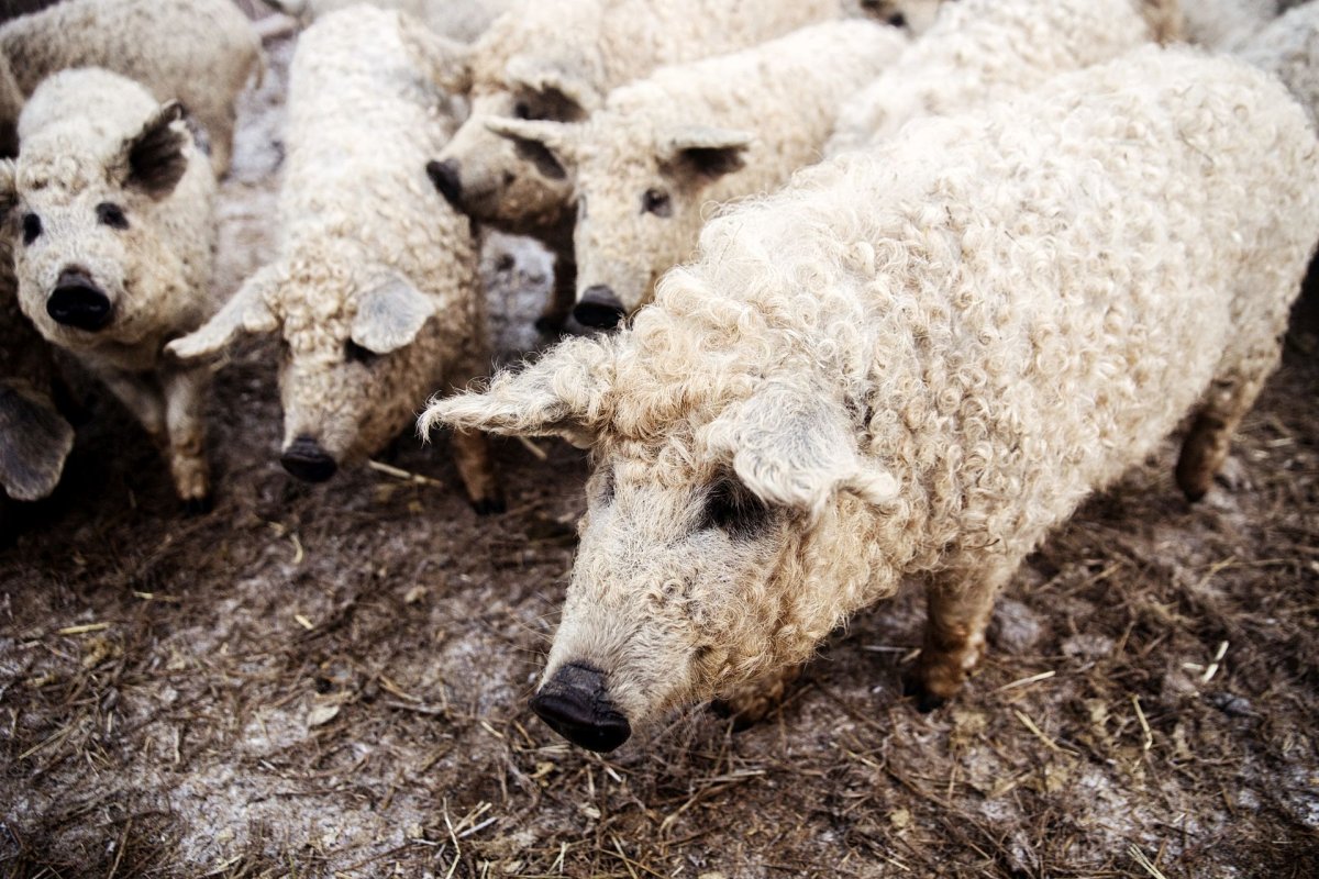 Венгерская мангалица