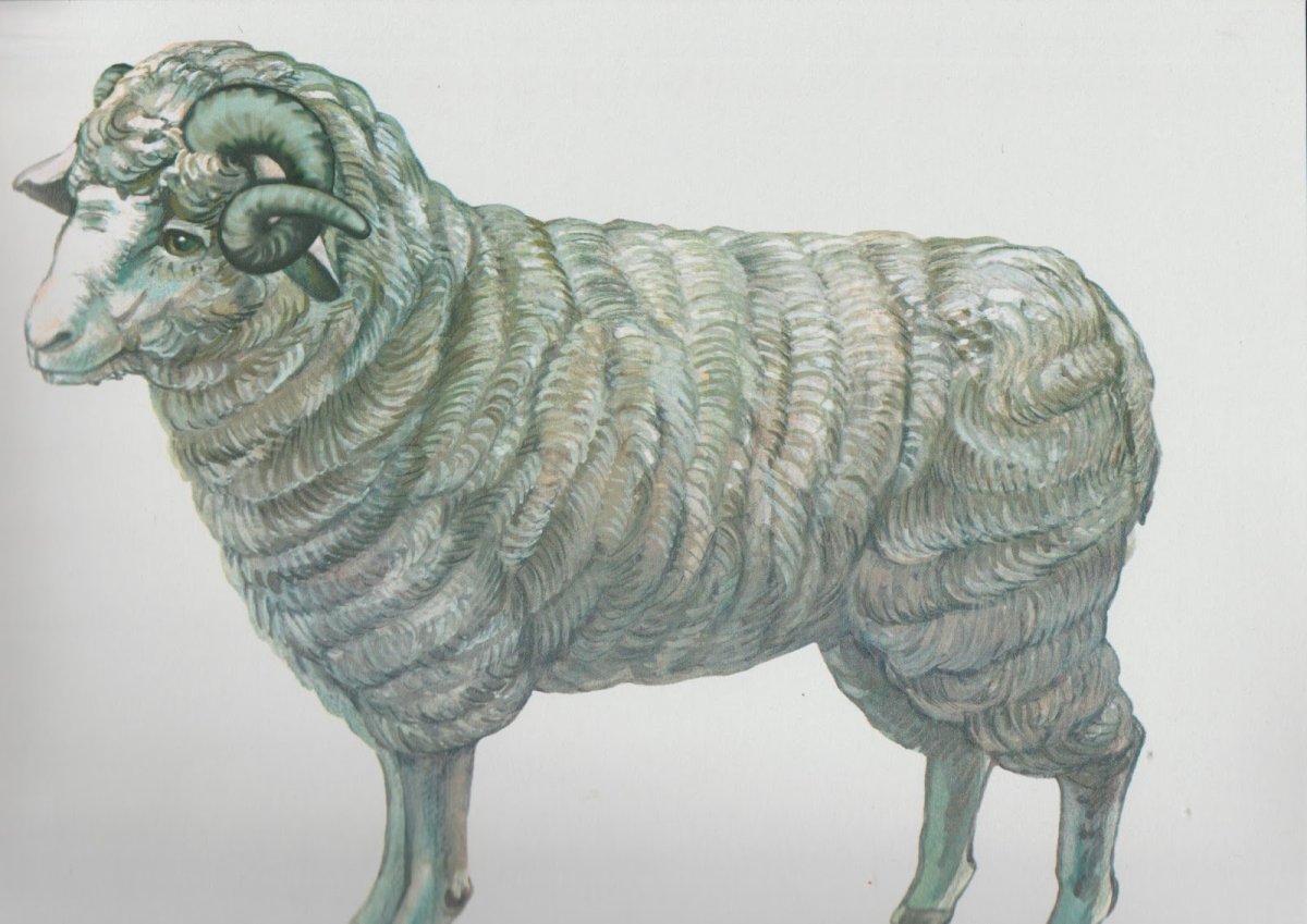 Баран для дошкольников