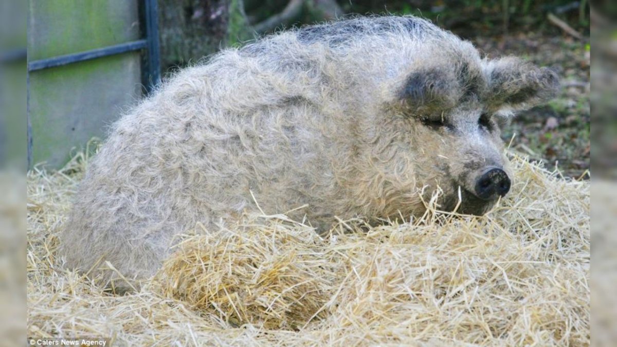 Пуховая мангалица свинья