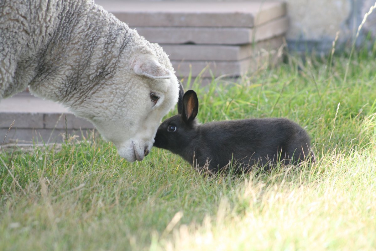 Кролик овца