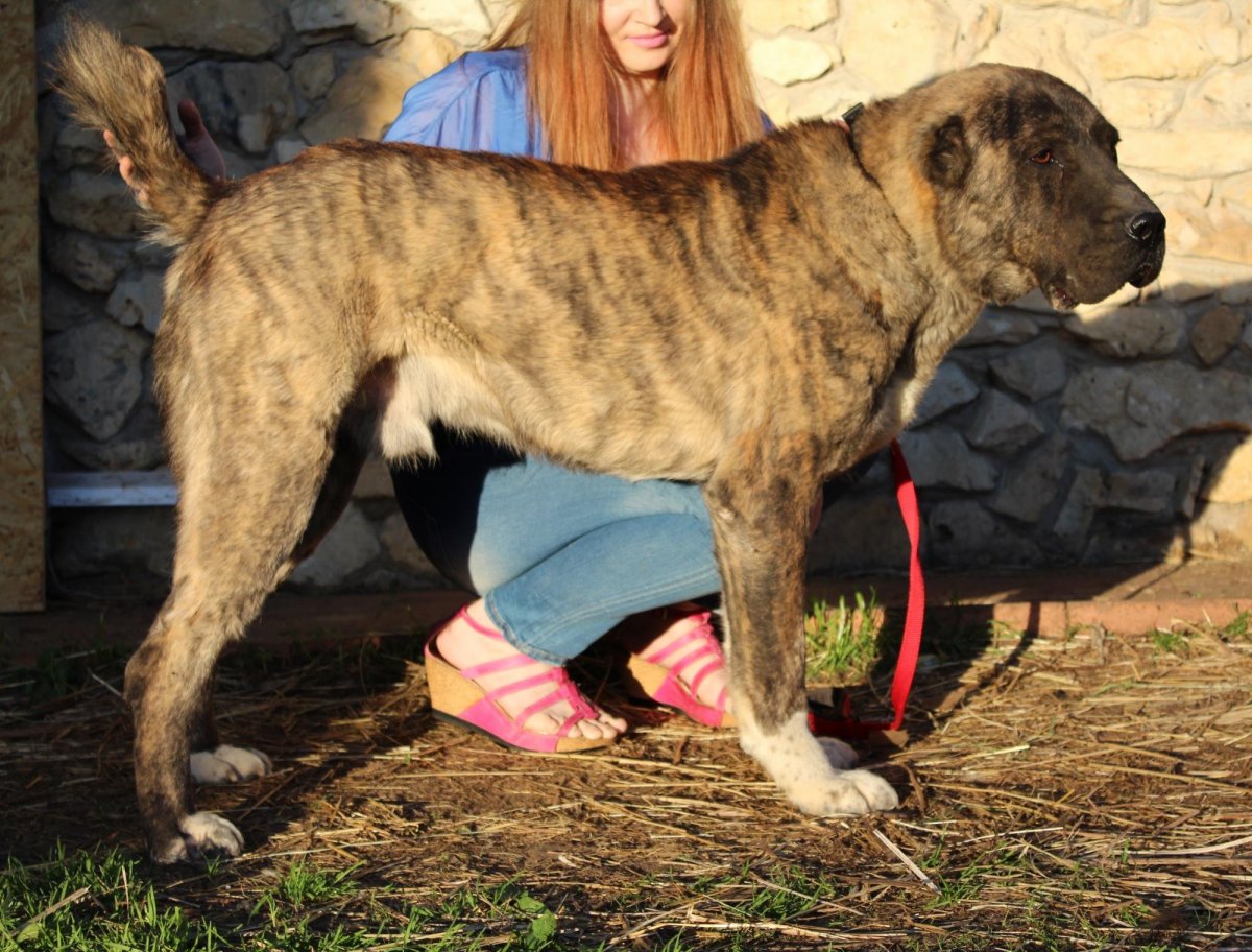 Среднеазиатская овчарка тигровый окрас