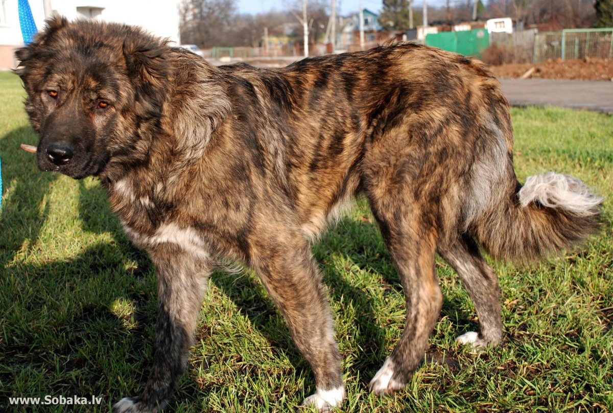 Туркменский алабай пятнистый