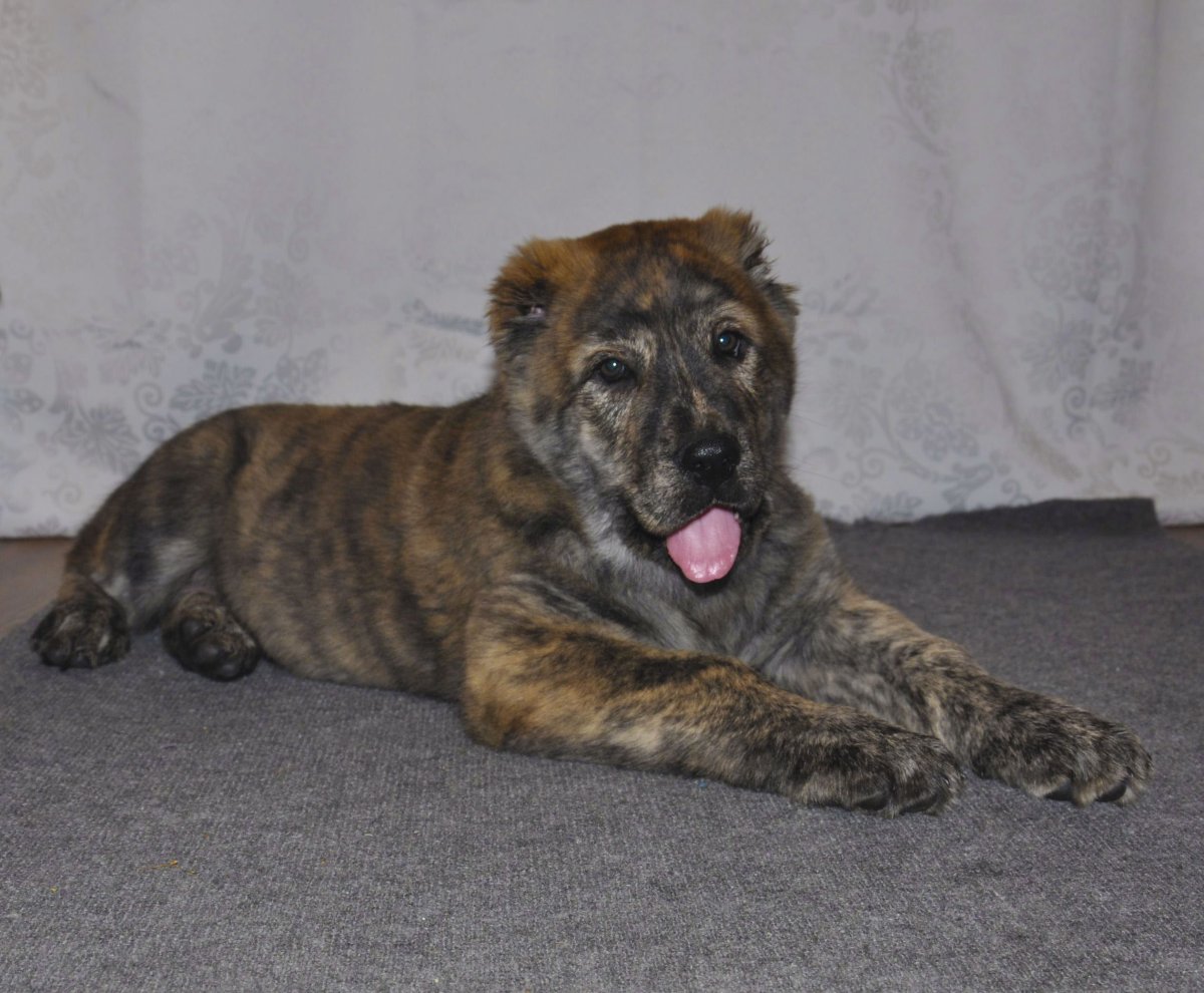 Тигровый алабай