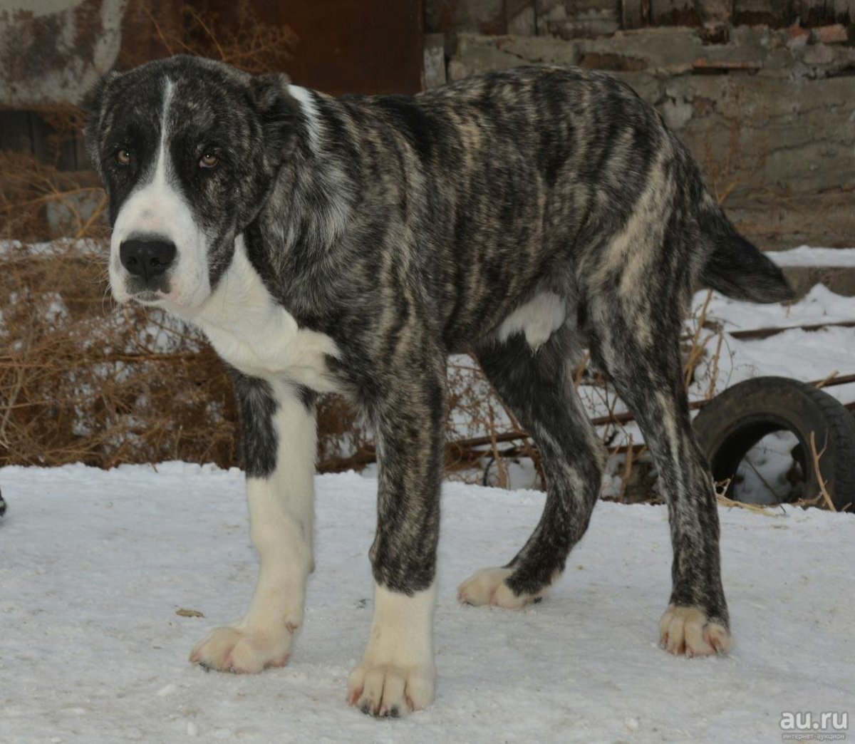 Турецкий кангал злой