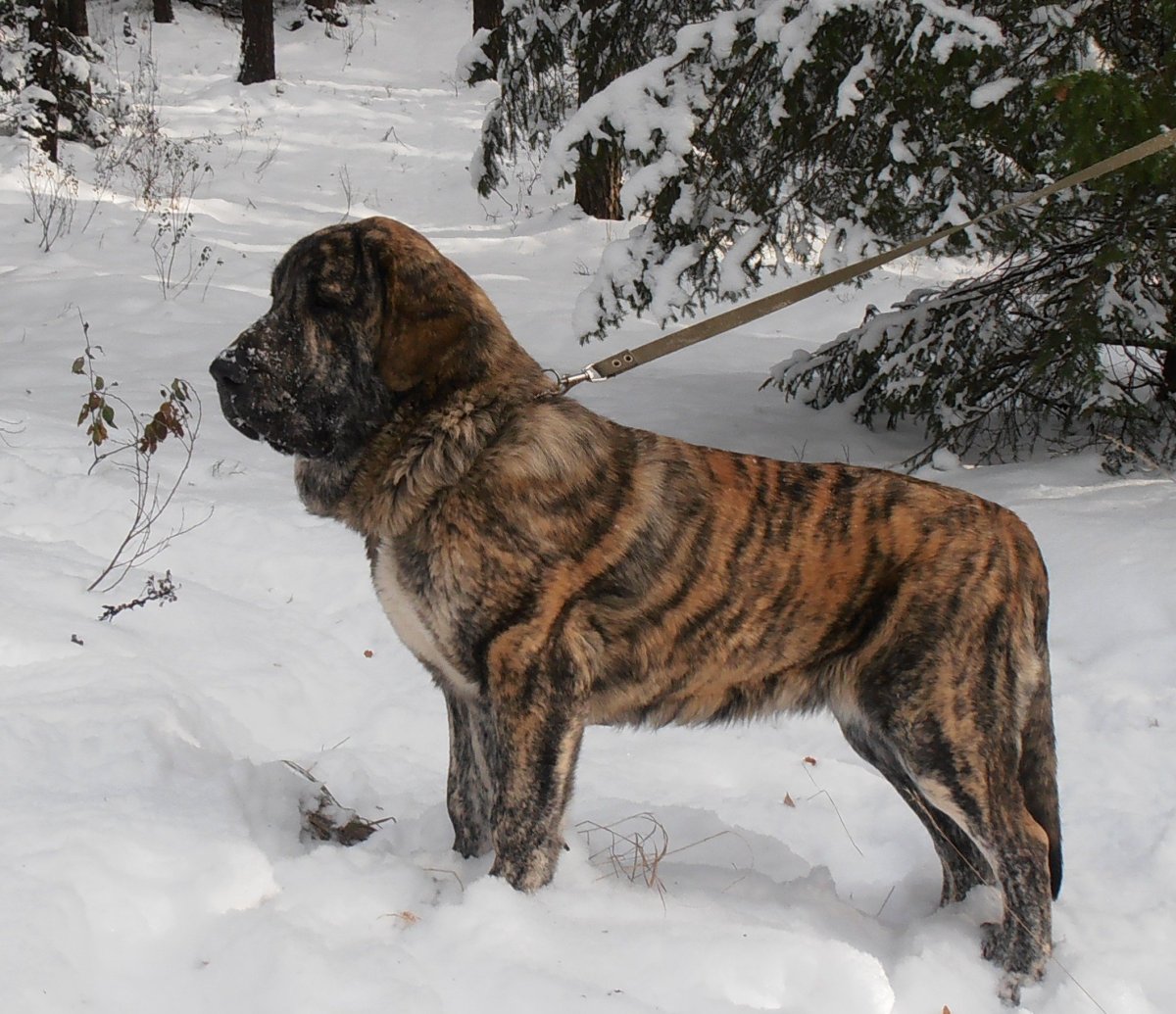 Среднеазиатская овчарка алабай тигровый