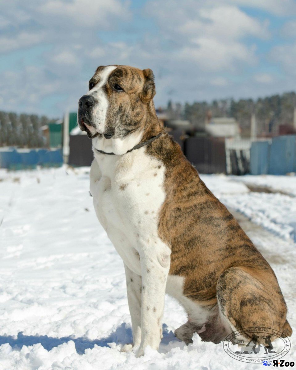 Волкодав Среднеазиатская овчарка алабай