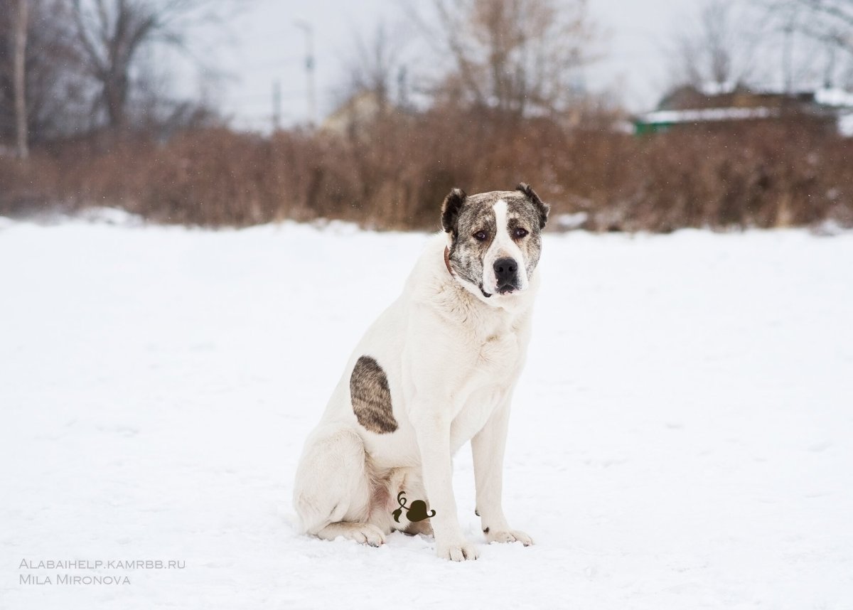 Алабай собака серо леопардовый