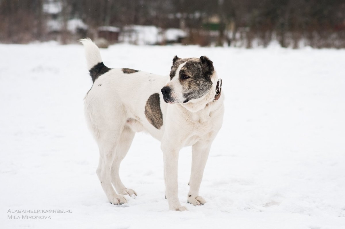 Алабай пестрый