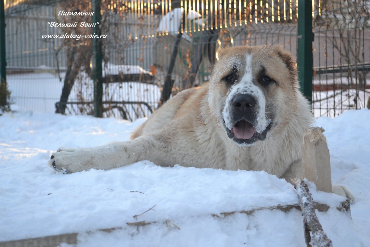 Среднеазиатская овчарка тигровый окрас