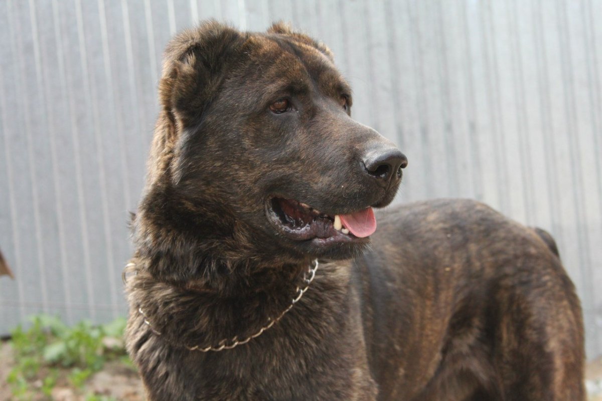 Алабай собака коричневый