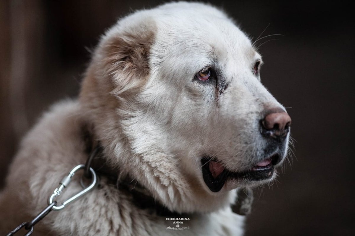 Собака тигр