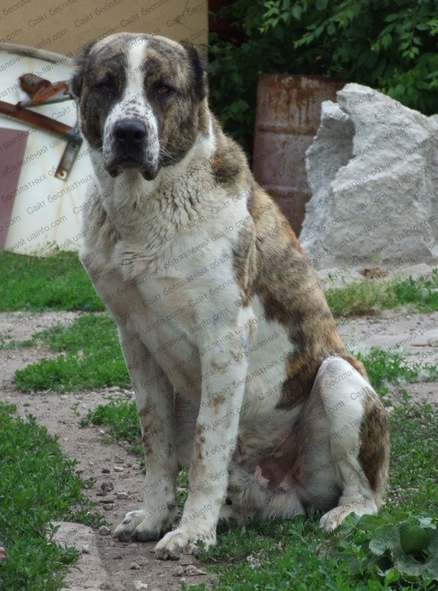 Тигровая Среднеазиатская овчарка