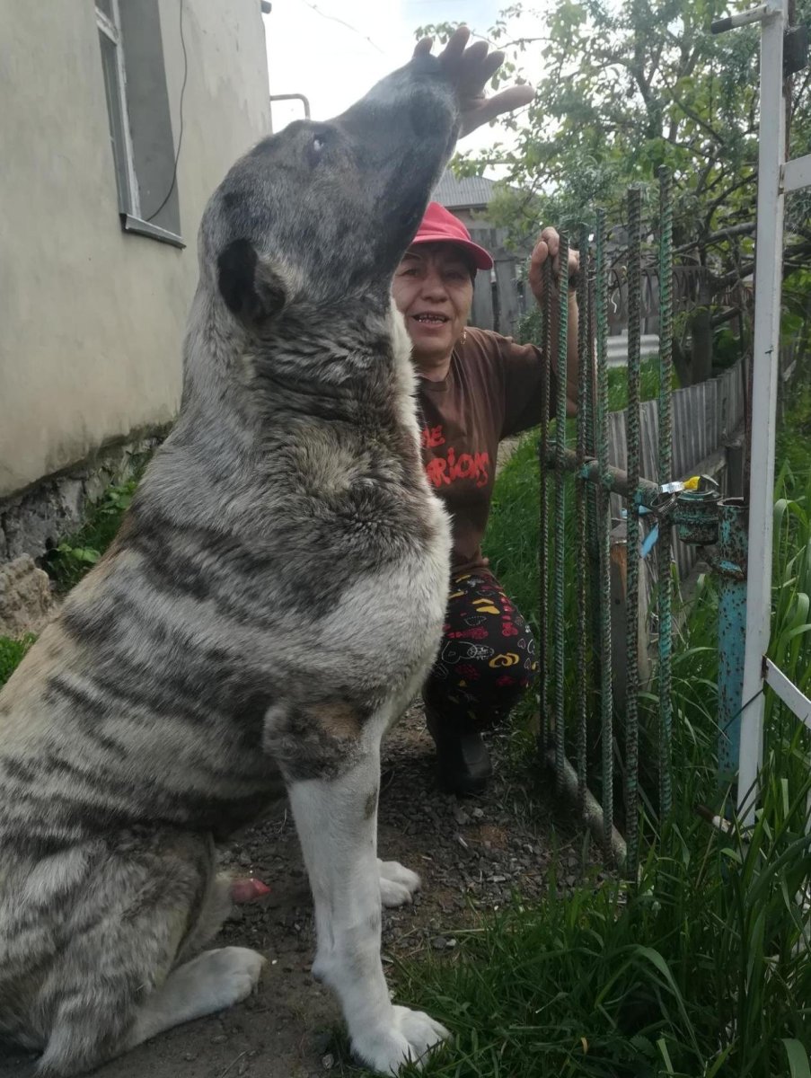 Среднеазиатская овчарка тигровый окрас