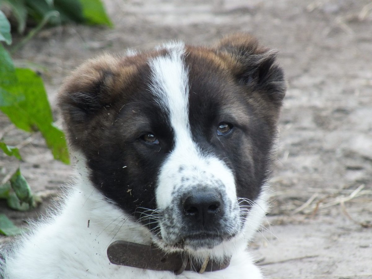 Имена для собак алабаев мальчики