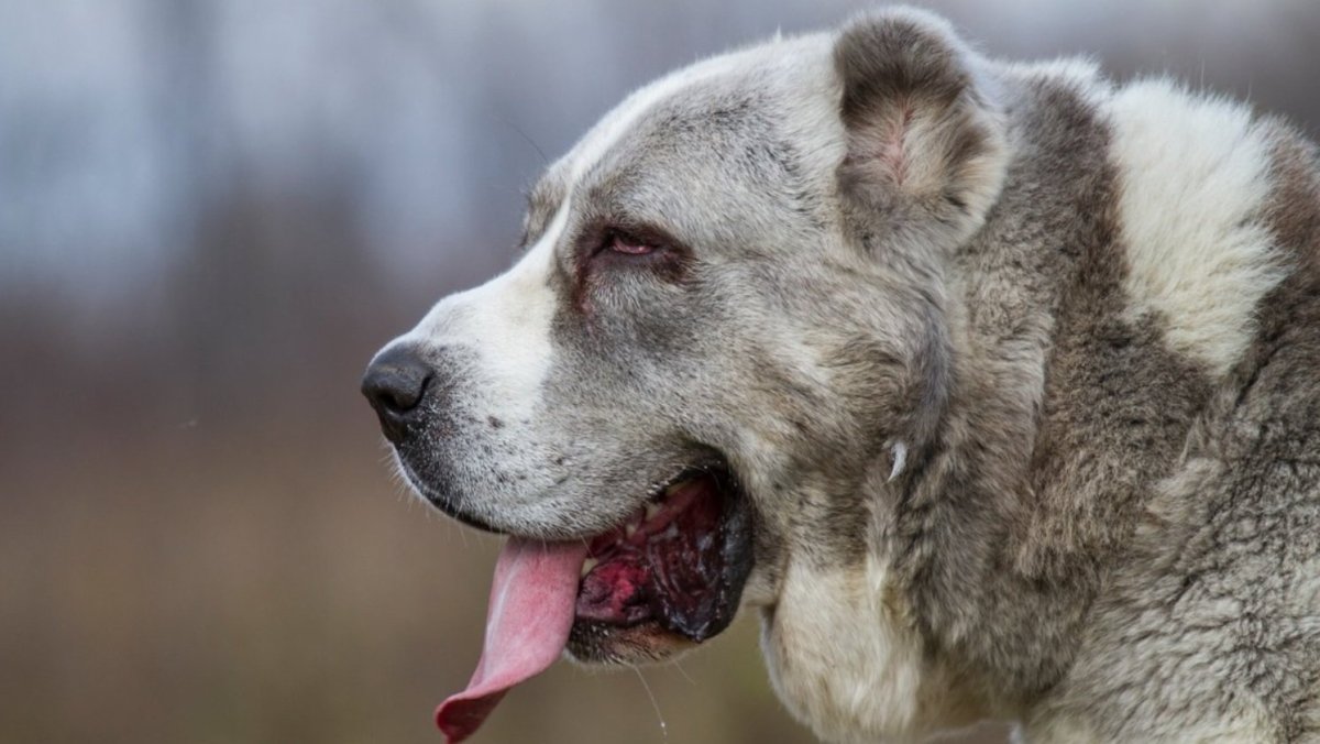Алабай черный стойка